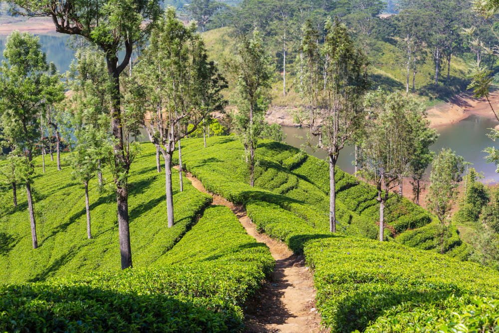 Kerala